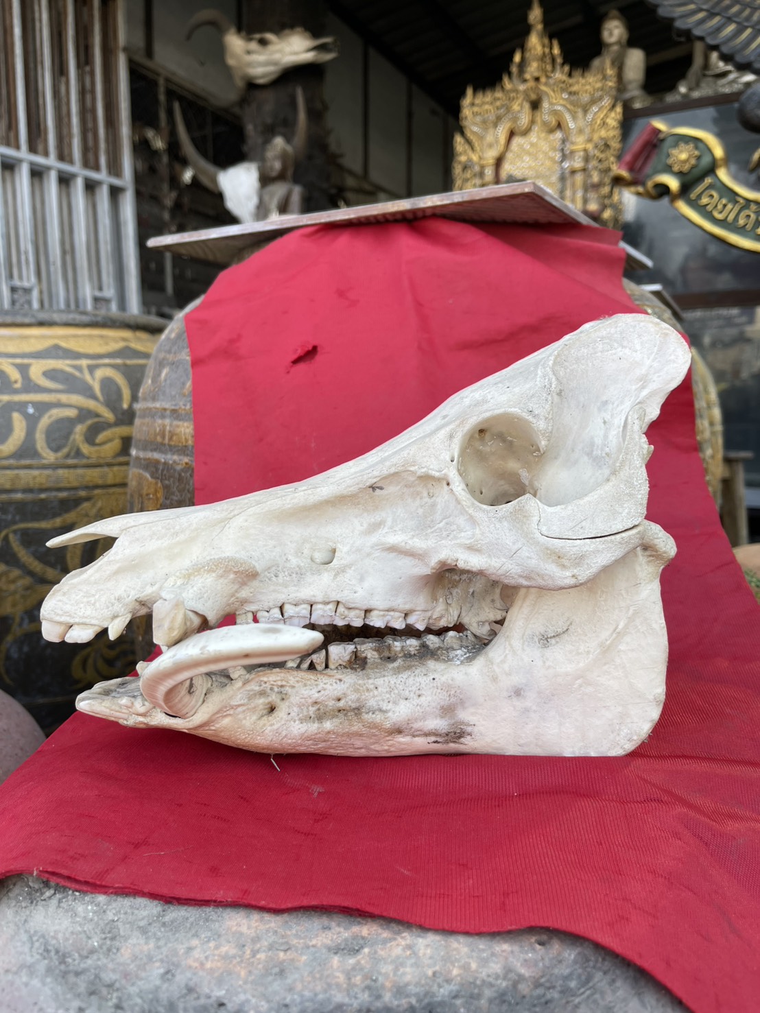 หัวหมูป่า กะโหลกหมูป่า หัวกะโหลกหมูป่า