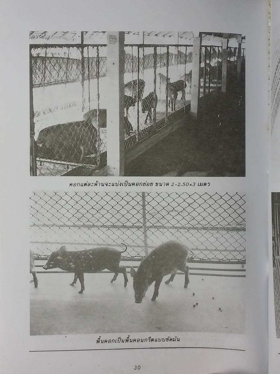 หนังสือมือสอง 226 หนังสือการเลี้ยงหมูป่า โดย ไชยา อุ้ยสูงเนิน จำนวน 63 หน้า ราคาปก 45 บาท พิมพ์ครั้งที่ 3
