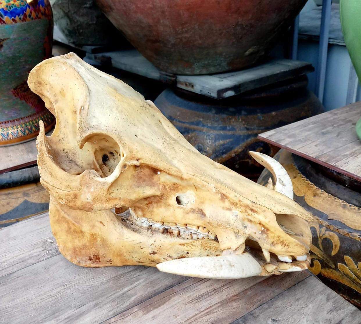 หัวหมูป่า หัวกะโหลกหมูป่า กะโหลกหมูป่า