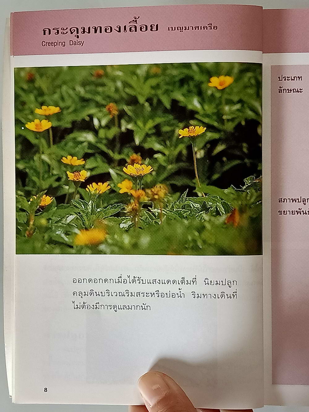 หนังสือมือสอง 171 "คู่มือคนรักต้นไม้ไม้ดอกคลุมดิน" แนะนำถึงประเภทของไม้ดอกคลุมดิน วิธีการปลูก ขยายพันธุ์และการดูแล ความหนา 95 หน้า
