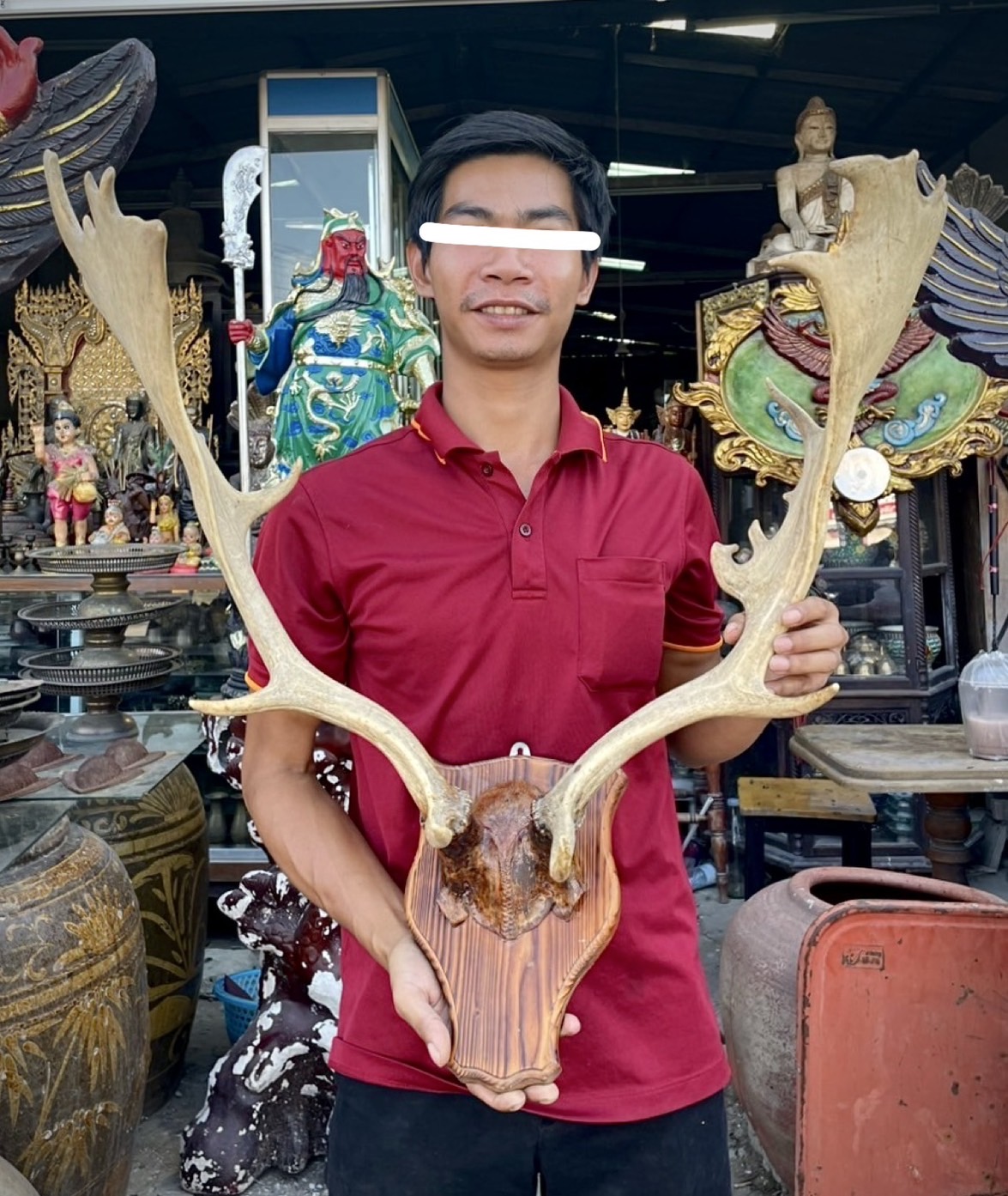 เขากวางเรนเดียร์แขวนผนัง เขากวางเรนเดียร์ รับประกันแท้