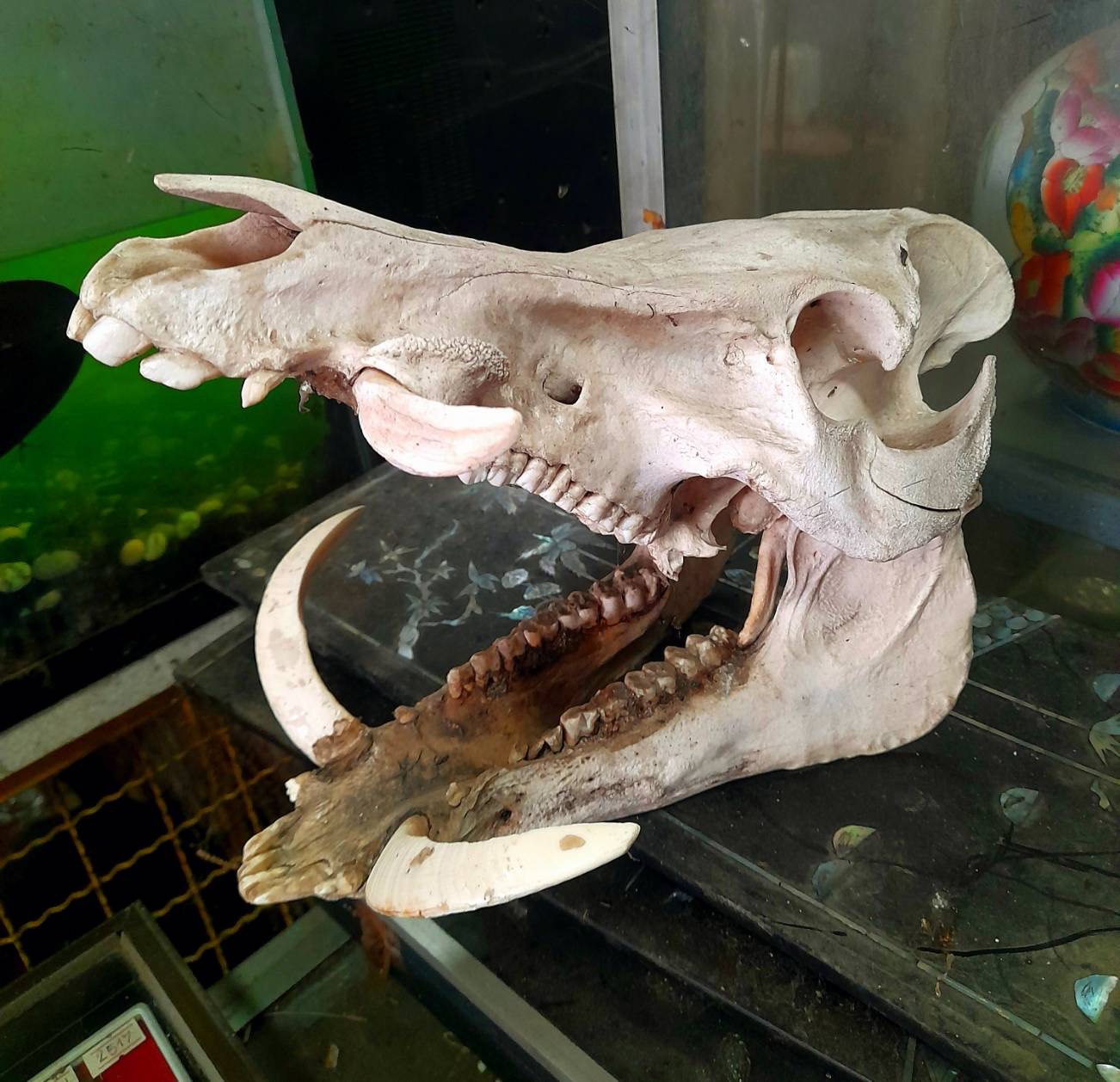 หัวกะโหลกหมูป่า กะโหลกหมูป่า หัวหมูป่า