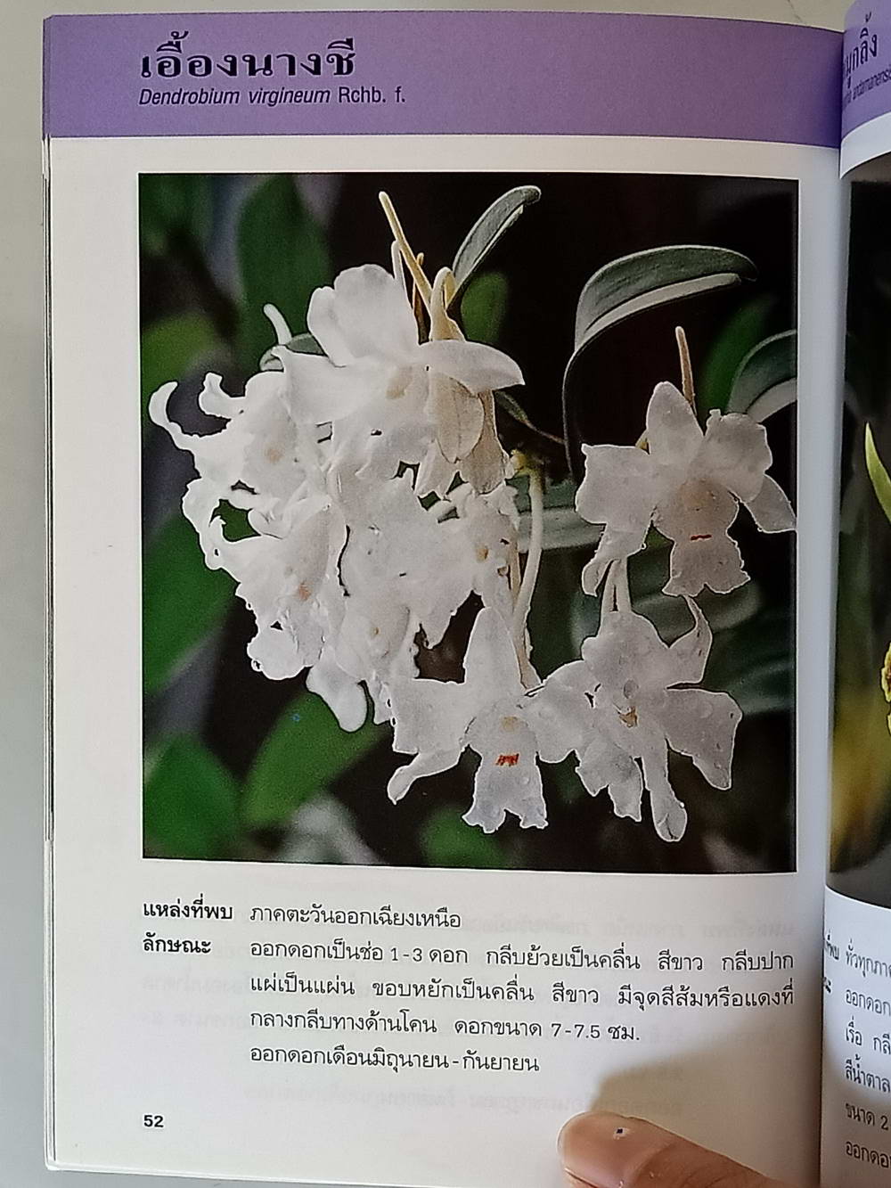 หนังสือมือสอง 214 คู่มือคนรักต้นไม้"กล้วยไม้ไทย" ให้ข้อมูลโดยละเอียดในการปลูกพืชกล้วยไม้ ความหนา 94 หน้า