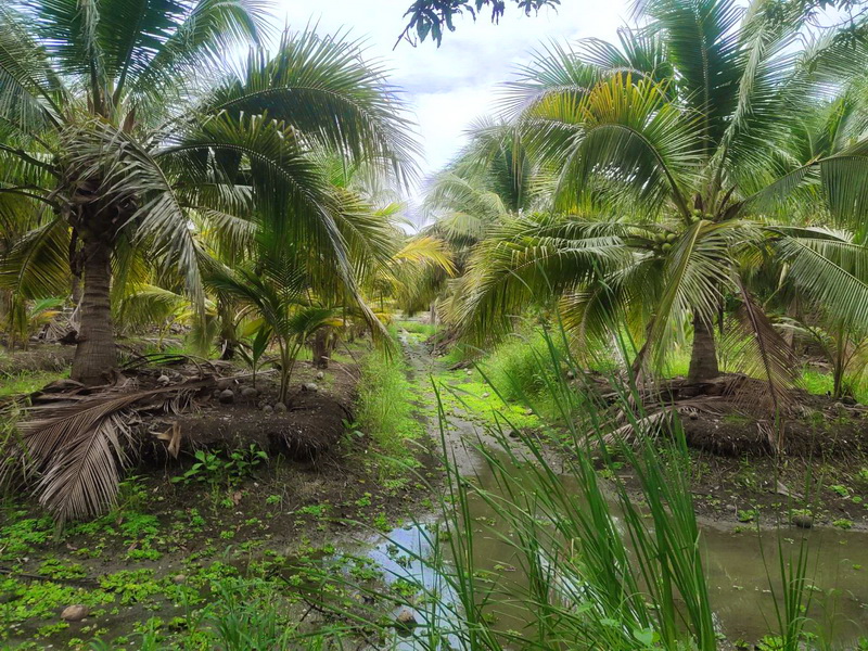ที่ดิน 3 ไร่ 33 ตร.ว. พุทธมณฑลสาย 8 เข้าจากบรมราชชนนีเพียง 600 เมตร ซ.ตะวันแดง ต.ขุนแก้ว นครชัยศรี นครปฐม