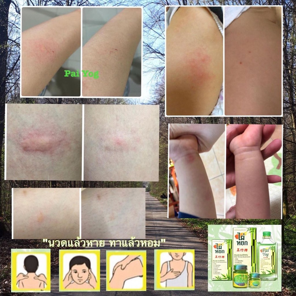 “น้ำมันสมุนไพรไผ่หยก Pai Yog Herbal Masage Oil” น้ำมันไผ่หยก สมุนไพรไผ่หยก น้ำมันนวดไผ่หยก น้ำมันคลายเส้นไผ่หยก