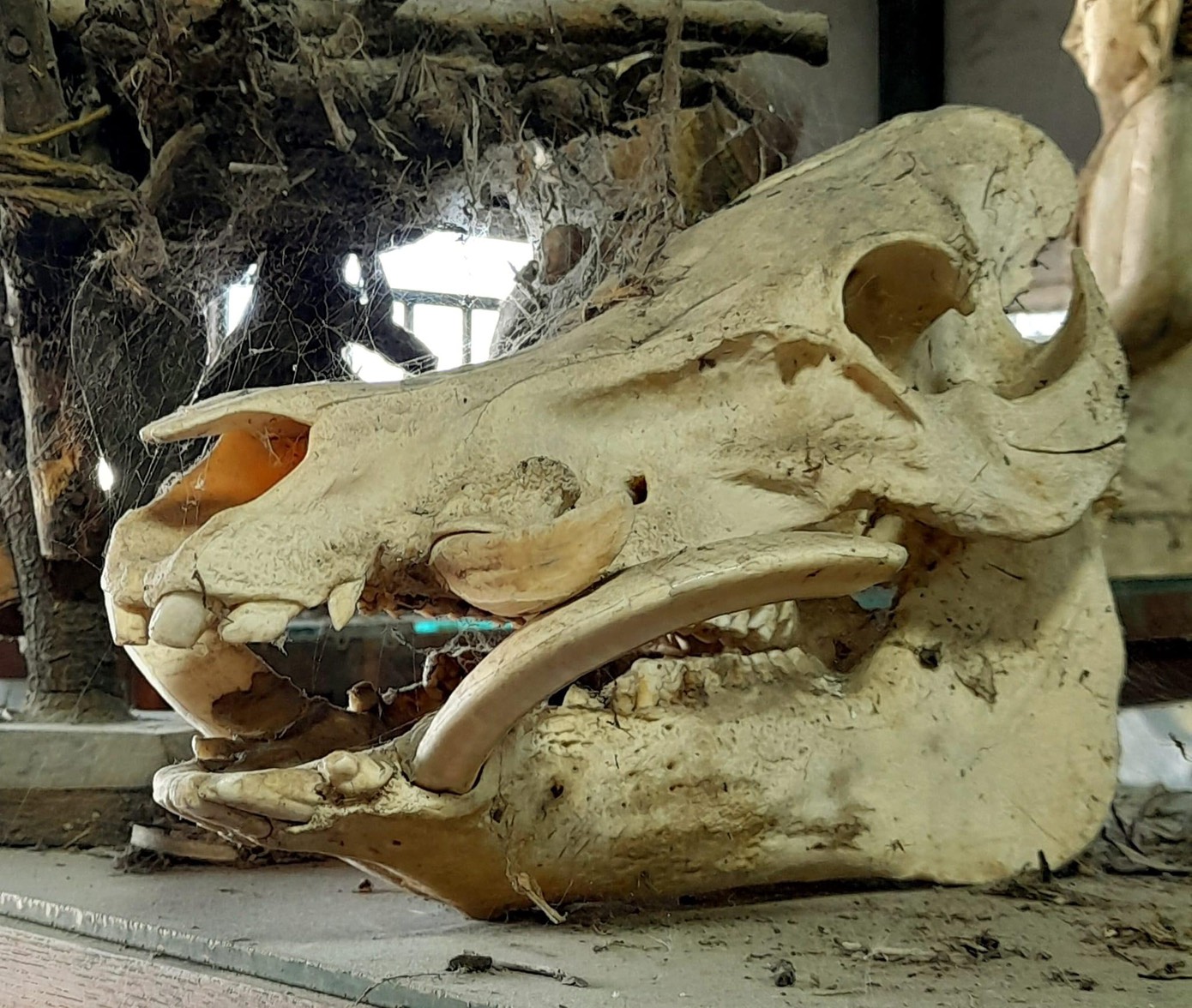 หัวกะโหลกหมูป่า หัวหมูป่า กะโหลกหมูป่า