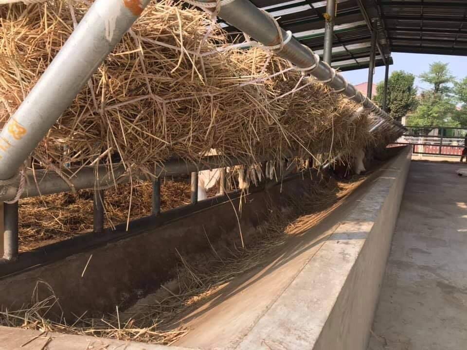 รางตาข่ายใส่ฟางให้วัว
