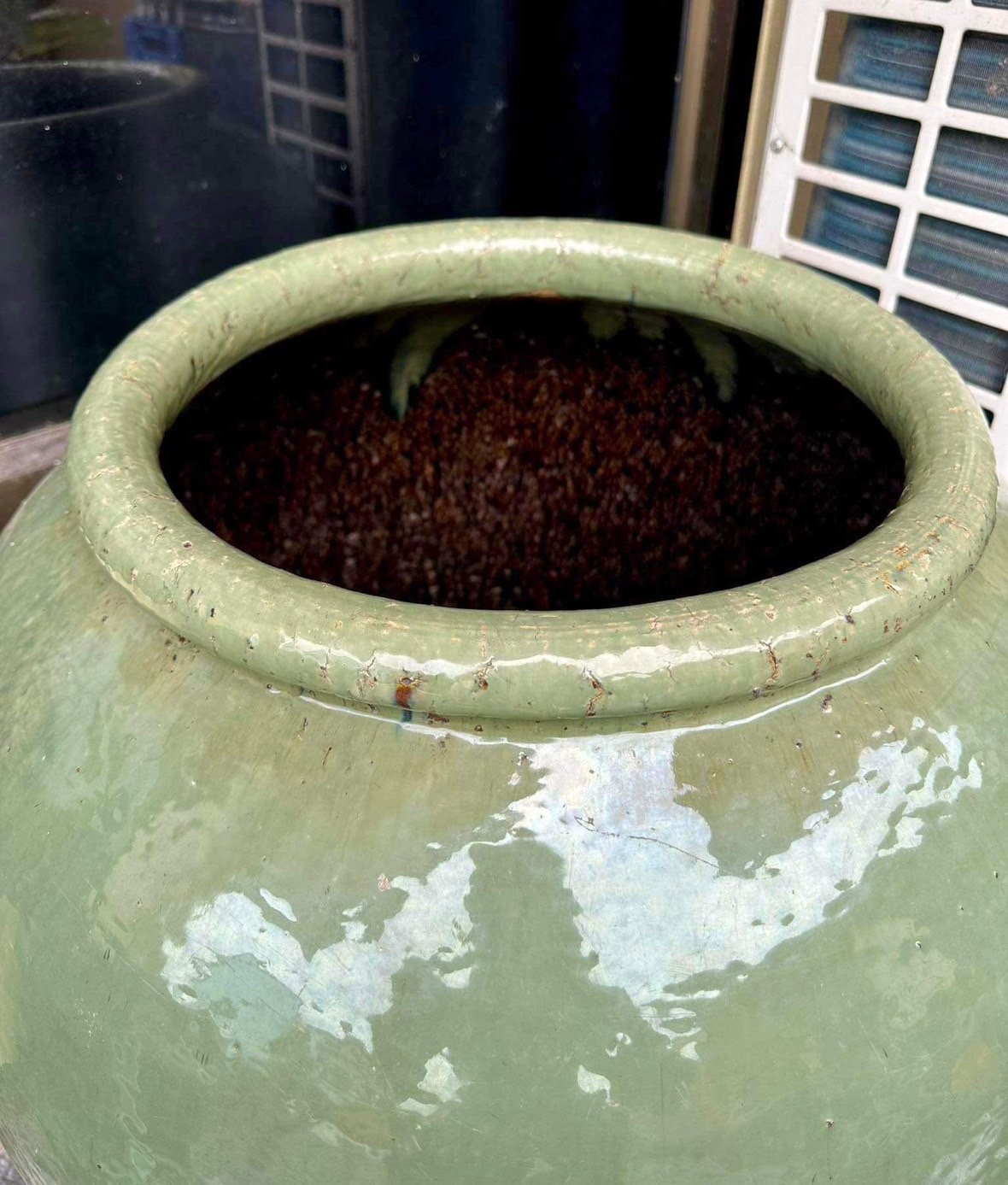 โอ่งเขียวไข่กา ขนาดสูง70ซม ใบใหญ่ สภาพสวยสมบูรณ์