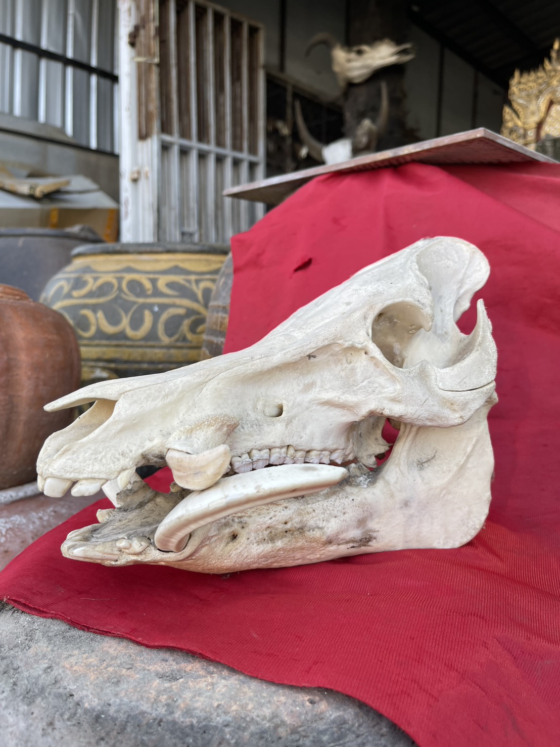 หัวหมูป่า กะโหลกหมูป่า หัวกะโหลกหมูป่า