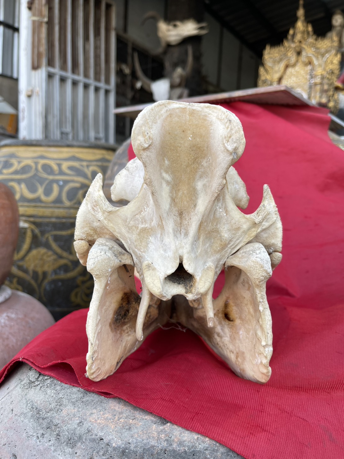 หัวหมูป่า กะโหลกหมูป่า หัวกะโหลกหมูป่า