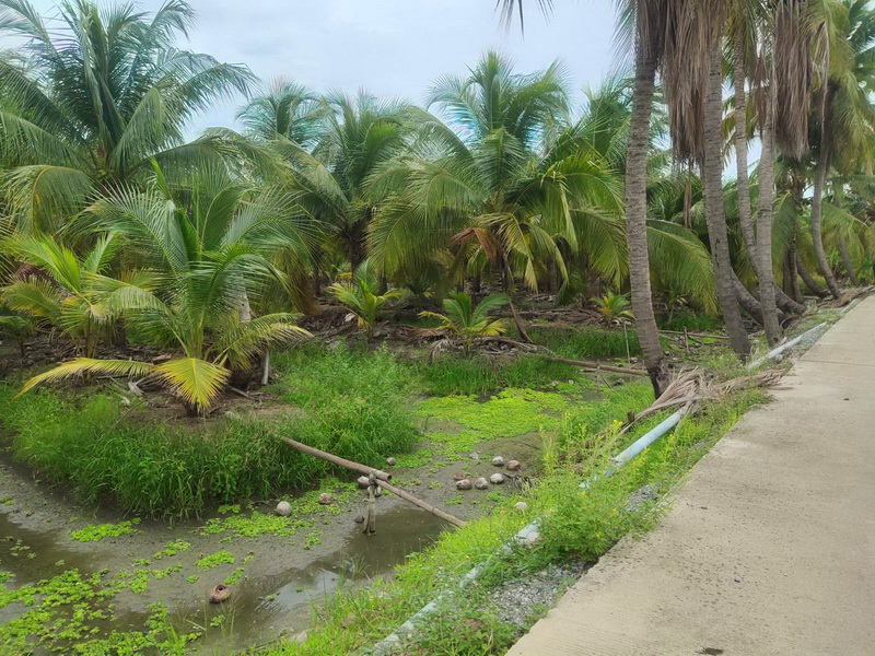 ที่ดิน 3 ไร่ 33 ตร.ว. พุทธมณฑลสาย 8 เข้าจากบรมราชชนนีเพียง 600 เมตร ซ.ตะวันแดง ต.ขุนแก้ว นครชัยศรี นครปฐม