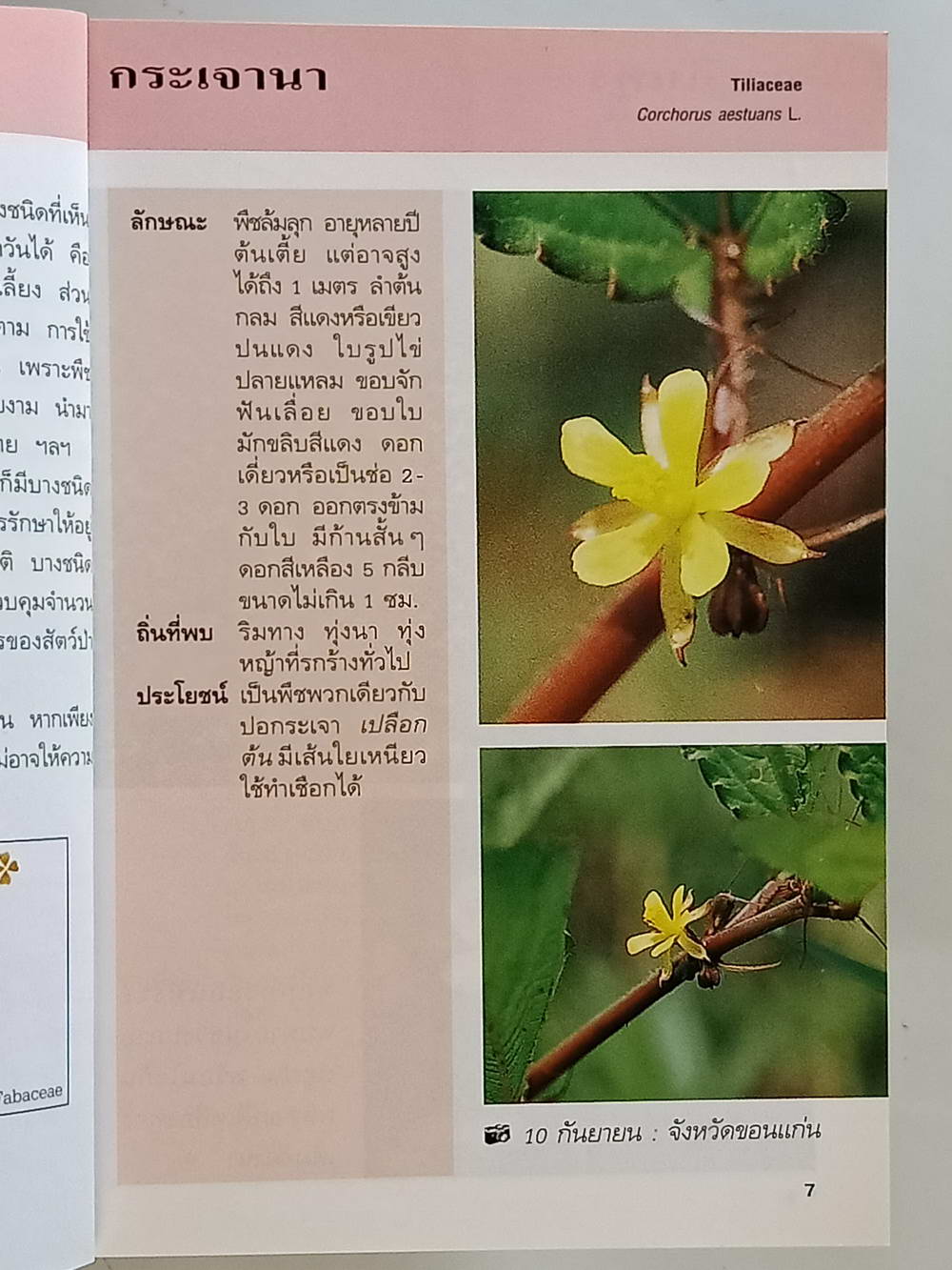 หนังสือมือสอง 215 คู่มือคนรักต้นไม้"ดอกหญ้าเล่ม 1" ให้ข้อมูลโดยละเอียดในการปลูกพืชดอกหญ้า ความหนา 95 หน้า หนังสือเล่มนี้ขายแล้ว