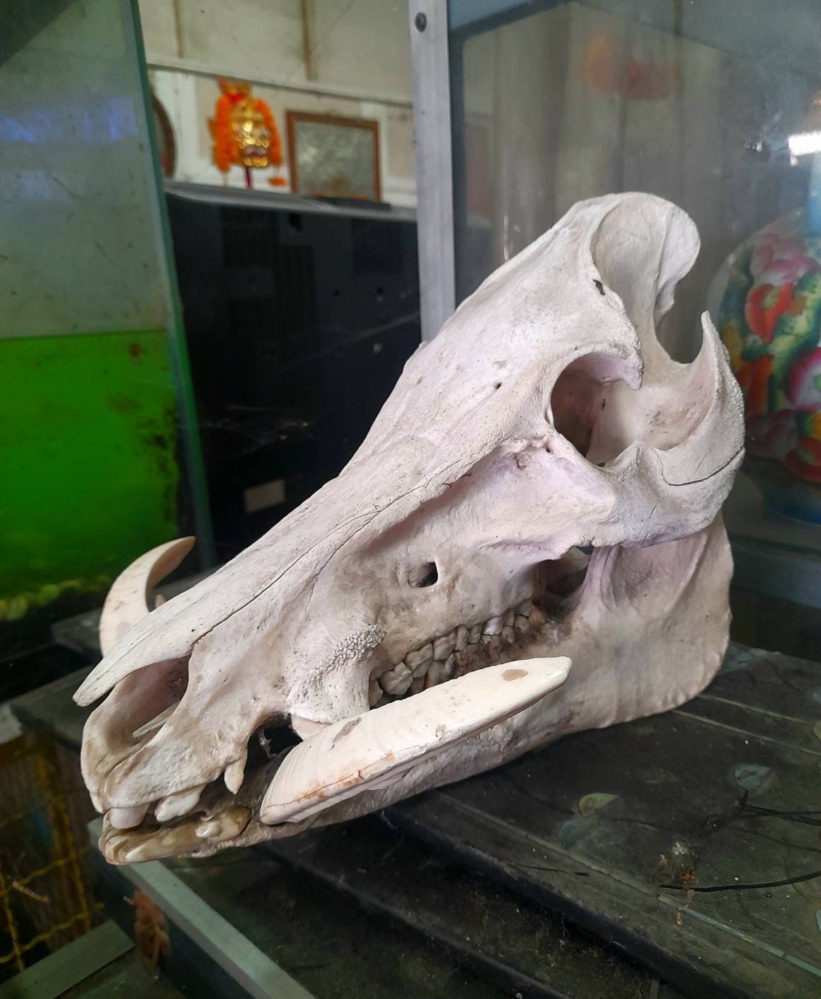 หัวกะโหลกหมูป่า กะโหลกหมูป่า หัวหมูป่า