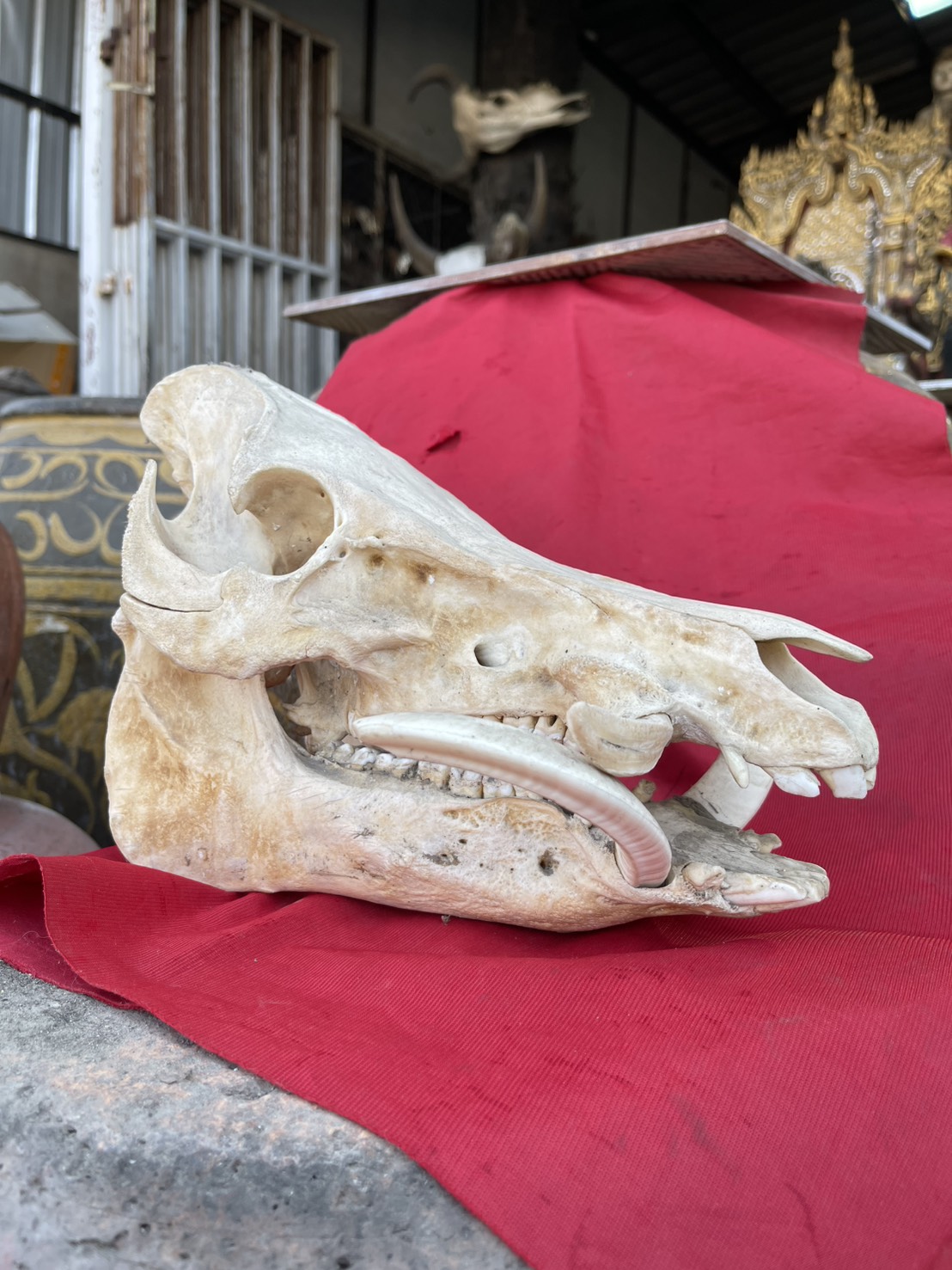 หัวหมูป่า กะโหลกหมูป่า หัวกะโหลกหมูป่า