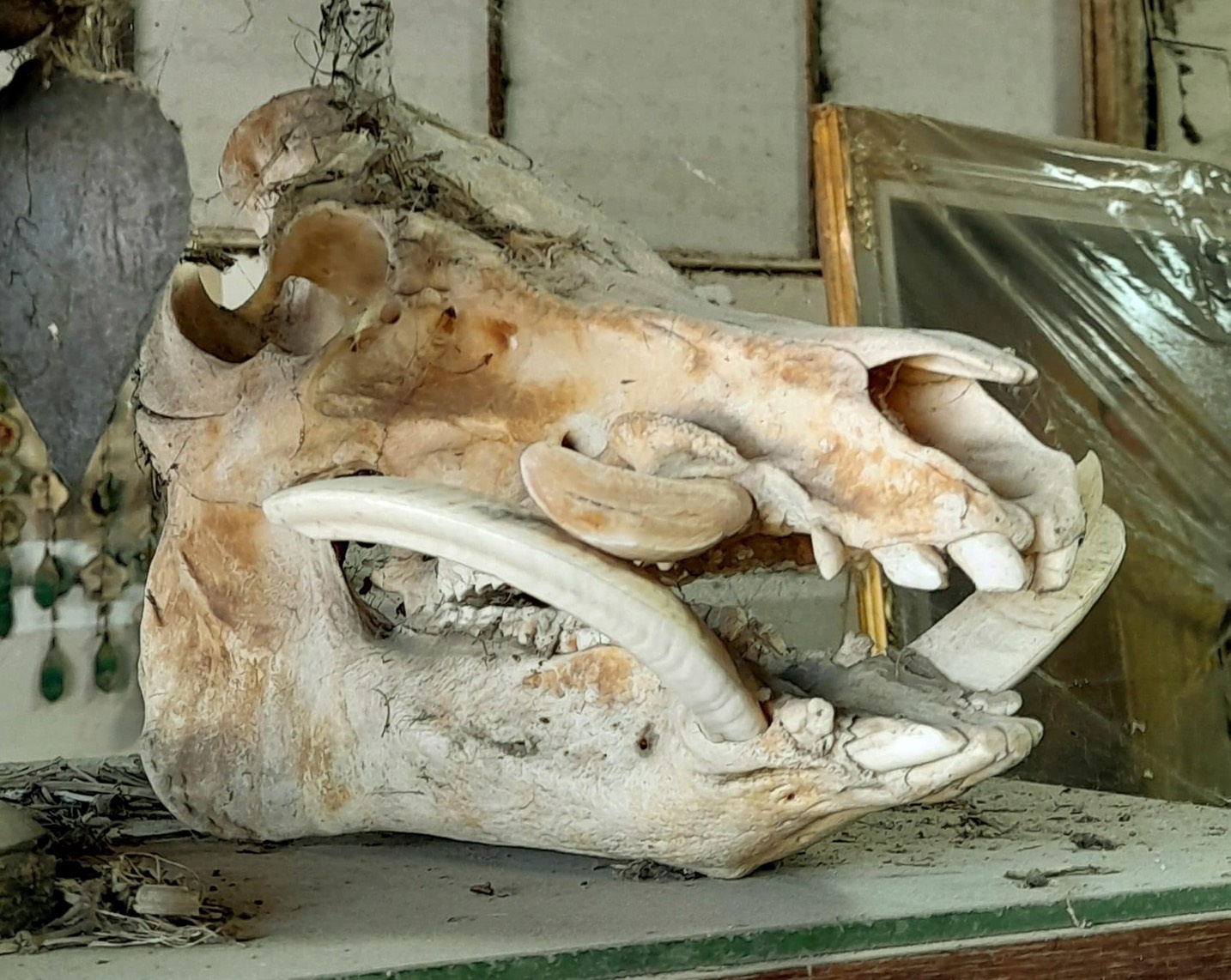 หัวกะโหลกหมูป่า หัวหมูป่า กะโหลกหมูป่า