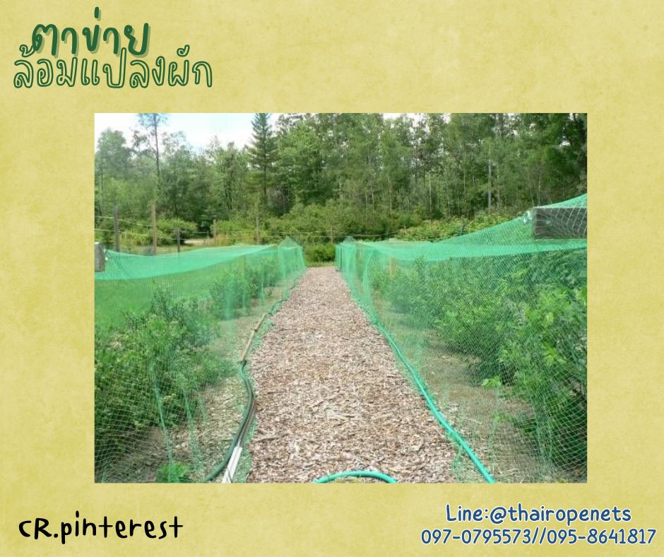 ตาข่ายอวนล้อมเขต สีเขียว เชือกหนา 1.5 มิลช่องตา 1x1 นิ้ว ตาข่าย HDPE เคลือบสารป้องกัน UV ขนาดยกม้วน 10x25 เมตร