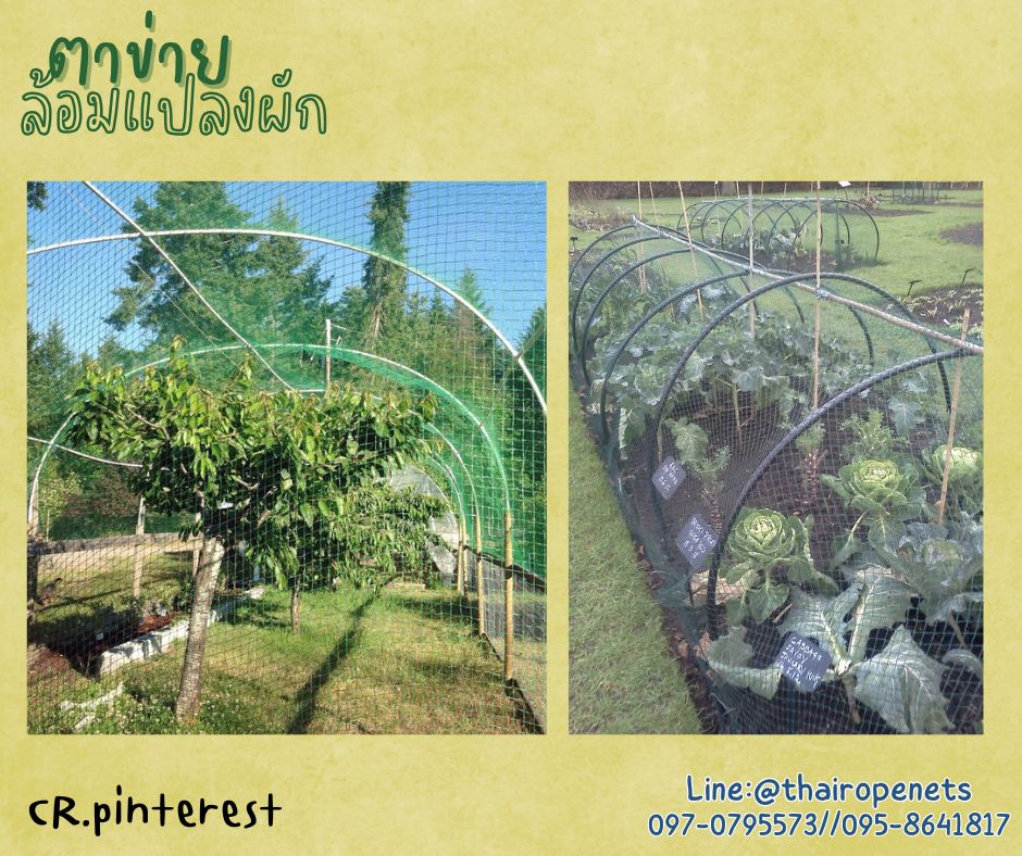ตาข่ายอวนล้อมเขต สีเขียว เชือกหนา 1.5 มิลช่องตา 1x1 นิ้ว ตาข่าย HDPE เคลือบสารป้องกัน UV ขนาดยกม้วน 10x25 เมตร