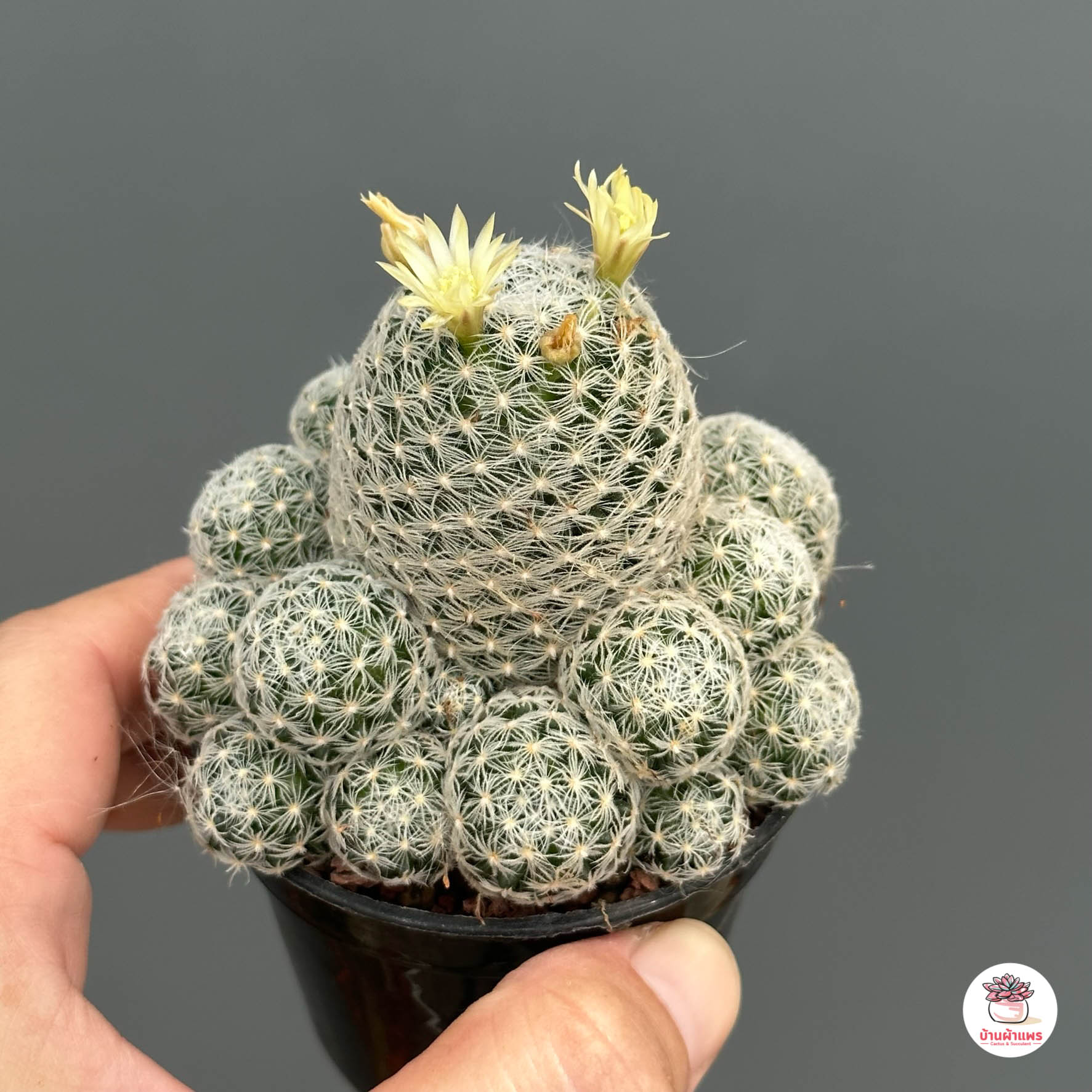 แมมดูไวไร้หนาม ฟอร์มกอ Mammillaria duwei แคคตัส กระบองเพชร cactus