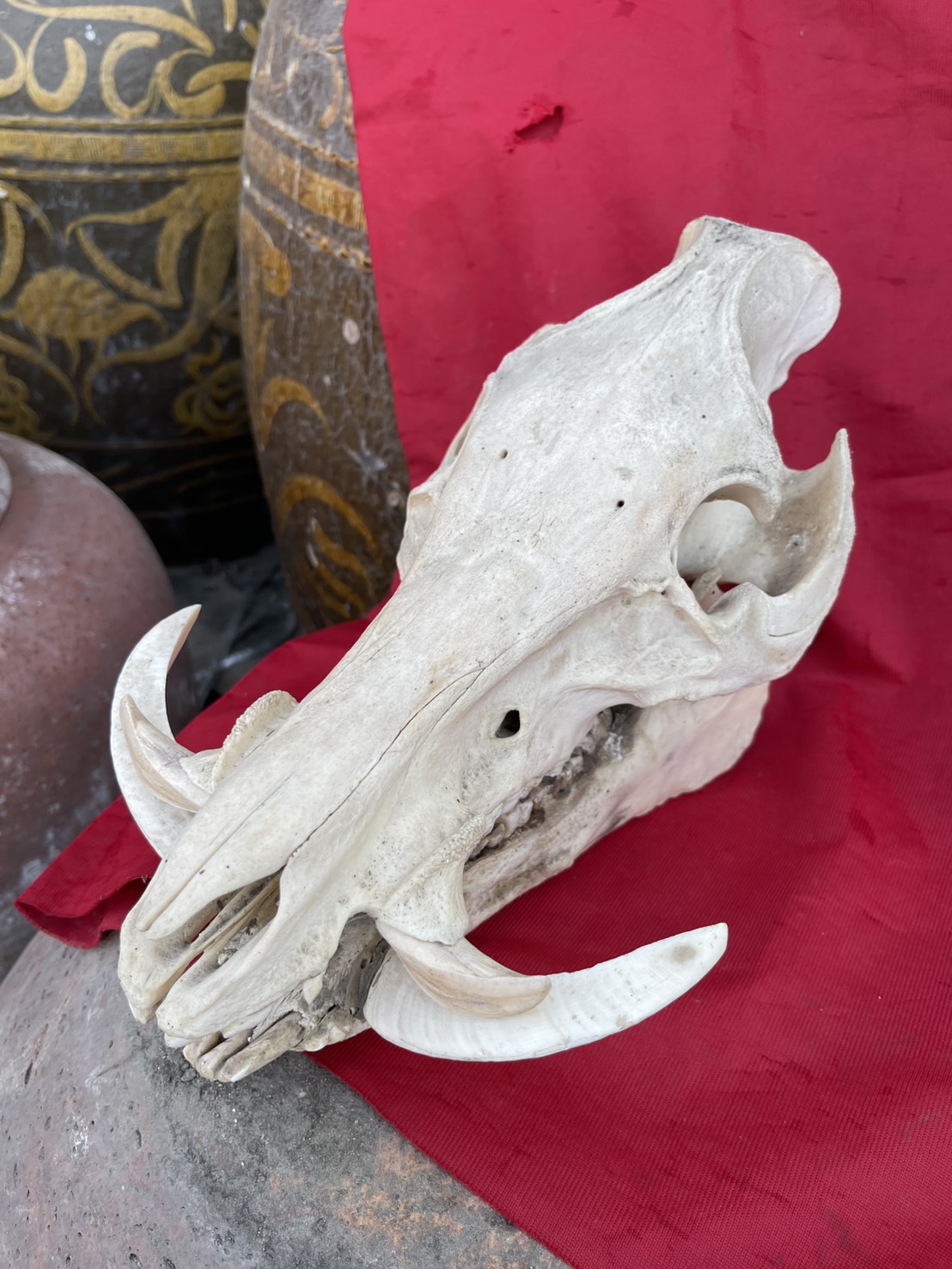 หัวหมูป่า กะโหลกหมูป่า หัวกะโหลกหมูป่า