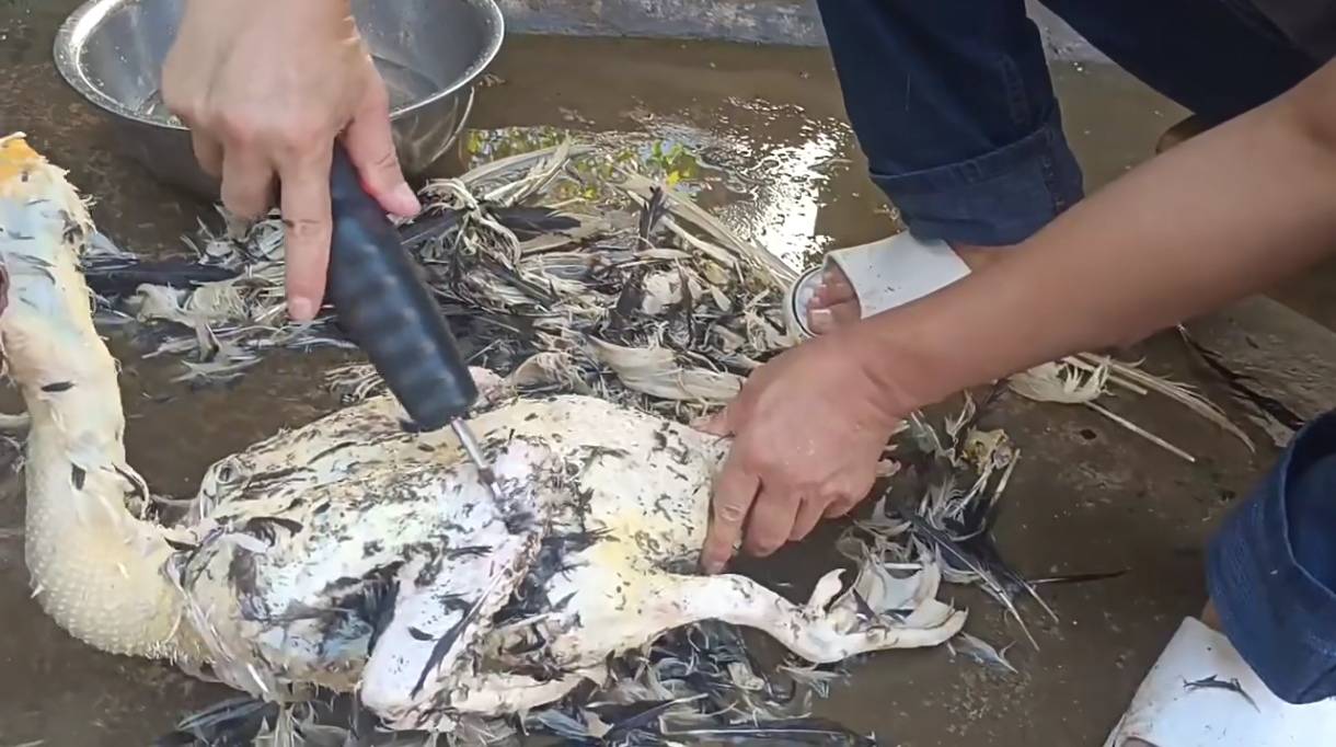 ES36 เครื่องถอนขนไก่ เป็ด ไฟฟ้า กันน้ำ ถอนได้รวดเร็ว สะอาด น้ำหนักเบา