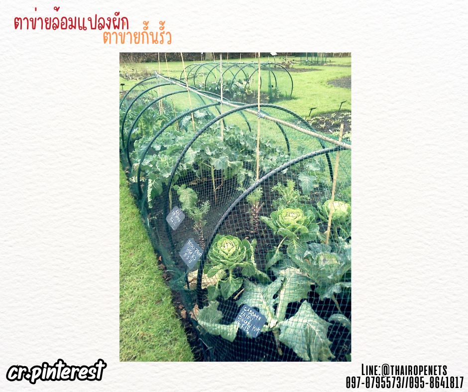 ตาข่ายกั้นรั้วผักสวนครัว สีดำ เชือกหนา 1.3 มิล ช่องตา1x1 นิ้ว ตาข่ายล้อมแปลงผัก รับทำตามขนาดที่ต้องการ