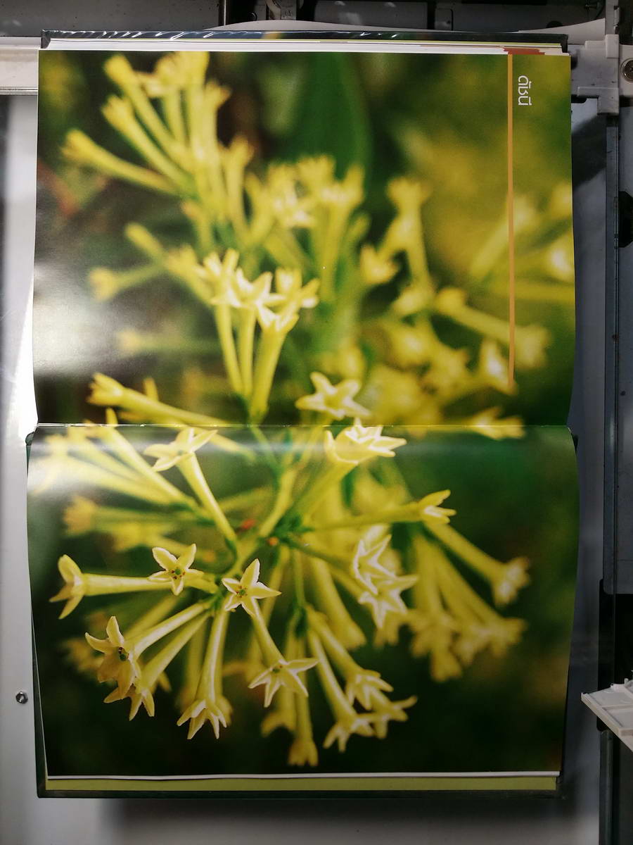 หนังสือมือสอง 265 ไม้ดอกหอม ฉบับปรับปรุง และเพิ่มเติม พิมพ์ครั้งที่ 6 ดร.ปิยะ เฉลิมกลิ่น ความหนา 351 หน้า ราคาหน้าปก 530 บาท พิมพ์ด้วย กระดาษอาร์ตมัน 4 สีทั้งเล่ม