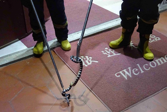 OT30M2 ไม้จับงู จับตุ๊กแก ไม้หนีบของระยะไกล ยา 1.2 เมตร แข็งแรง สะดวก ปลอดภัย มีติดบ้านไว้อุ่นใจ