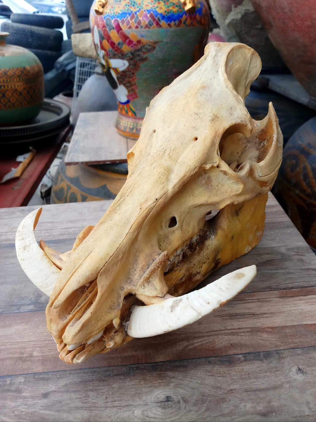 หัวหมูป่า หัวกะโหลกหมูป่า กะโหลกหมูป่า