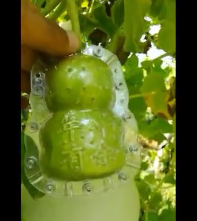 OT35A5 แม่พิมพ์บังคับผลไม้รูปเด็กน้อย 9x6x6 CM สำหรับผลไม้ขนาดกลาง