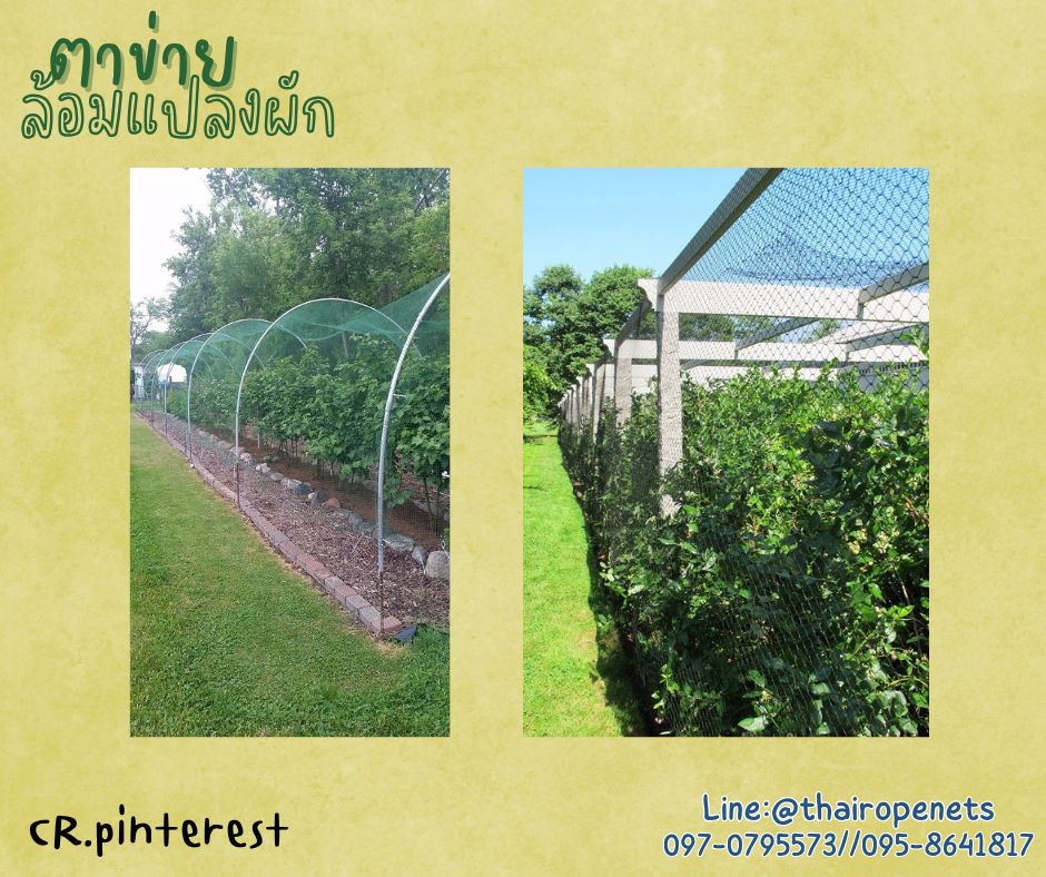 ตาข่ายอวนล้อมเขต สีเขียว เชือกหนา 1.5 มิลช่องตา 1x1 นิ้ว ตาข่าย HDPE เคลือบสารป้องกัน UV ขนาดยกม้วน 10x25 เมตร