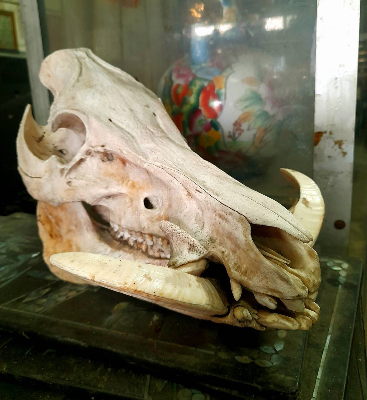 หัวกะโหลกหมูป่า กะโหลกหมูป่า หัวหมูป่า