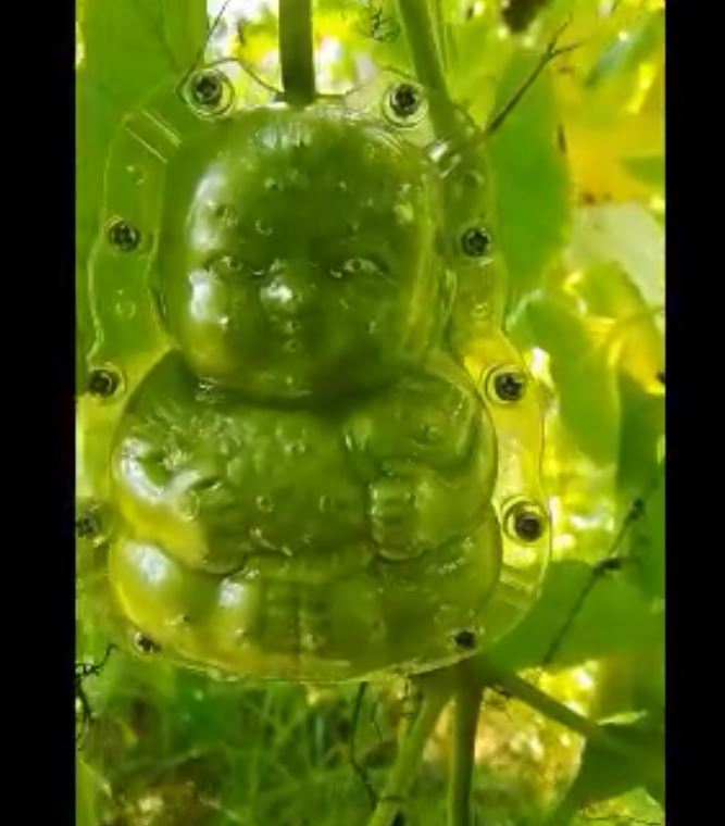 OT35A5 แม่พิมพ์บังคับผลไม้รูปเด็กน้อย 9x6x6 CM สำหรับผลไม้ขนาดกลาง