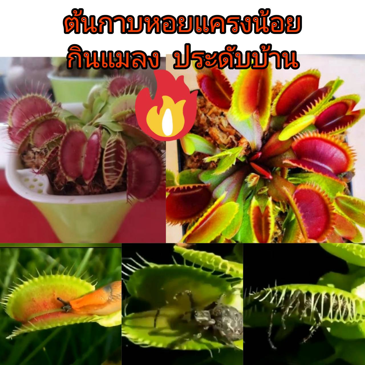 ต้นไม้กาบหอยแครงน้อย ต้นไม้กินแมลง ช่วยดักแมลง ดักเงิน ทอง โชคสลาภ เสริมบารมี