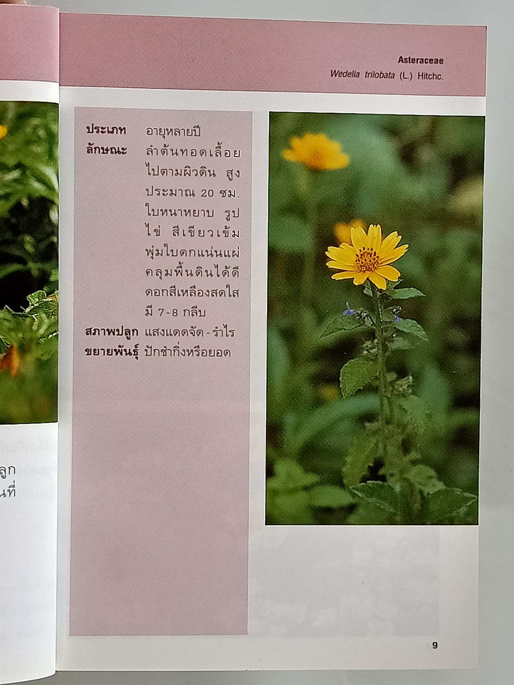 หนังสือมือสอง 171 "คู่มือคนรักต้นไม้ไม้ดอกคลุมดิน" แนะนำถึงประเภทของไม้ดอกคลุมดิน วิธีการปลูก ขยายพันธุ์และการดูแล ความหนา 95 หน้า