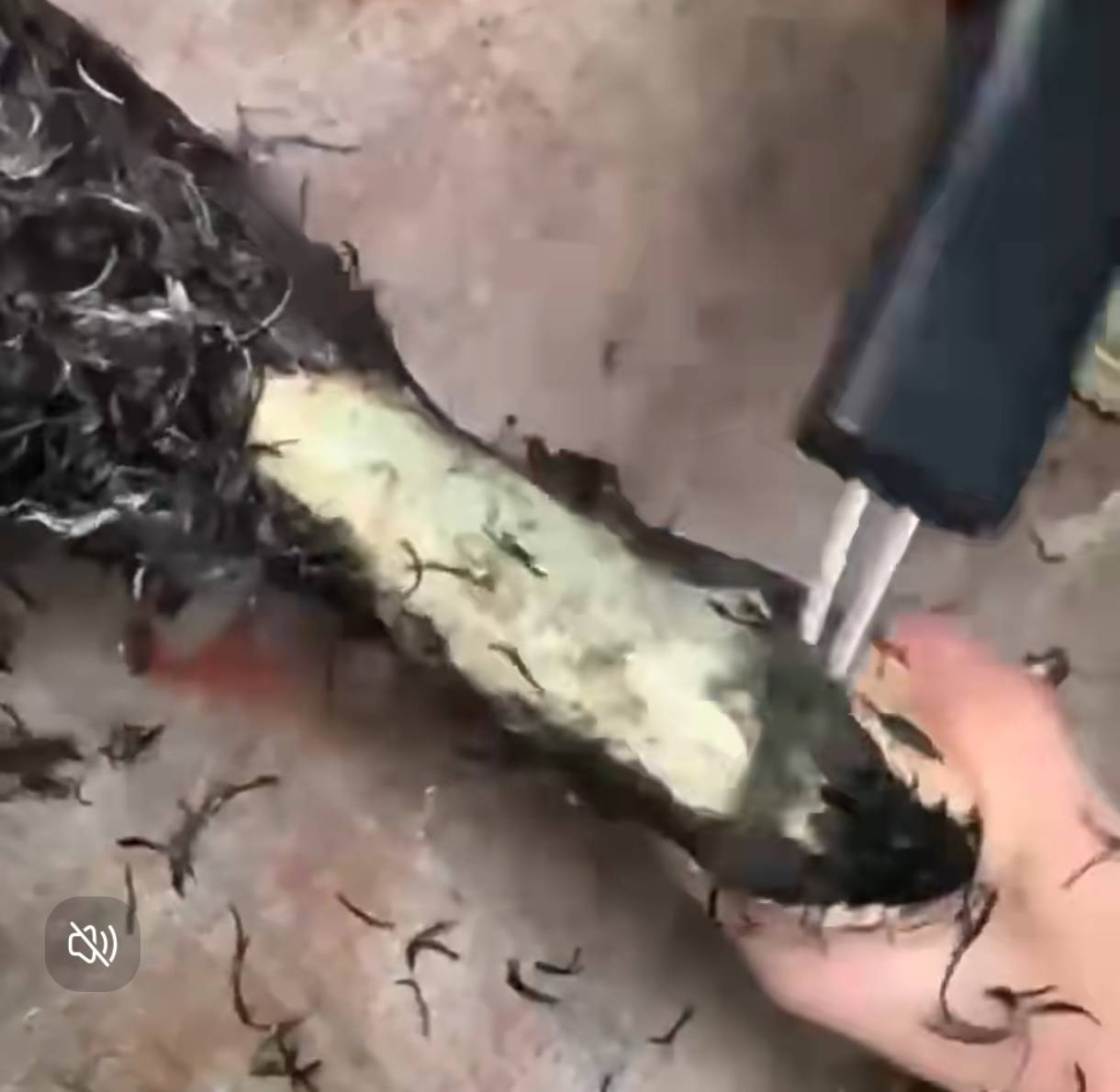 ES36 เครื่องถอนขนไก่ เป็ด ไฟฟ้า กันน้ำ ถอนได้รวดเร็ว สะอาด น้ำหนักเบา