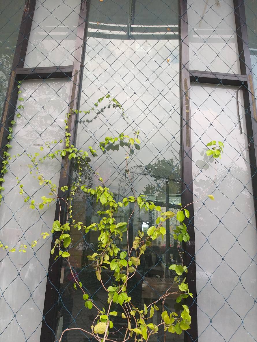 ตาข่ายไม้เลื้อย