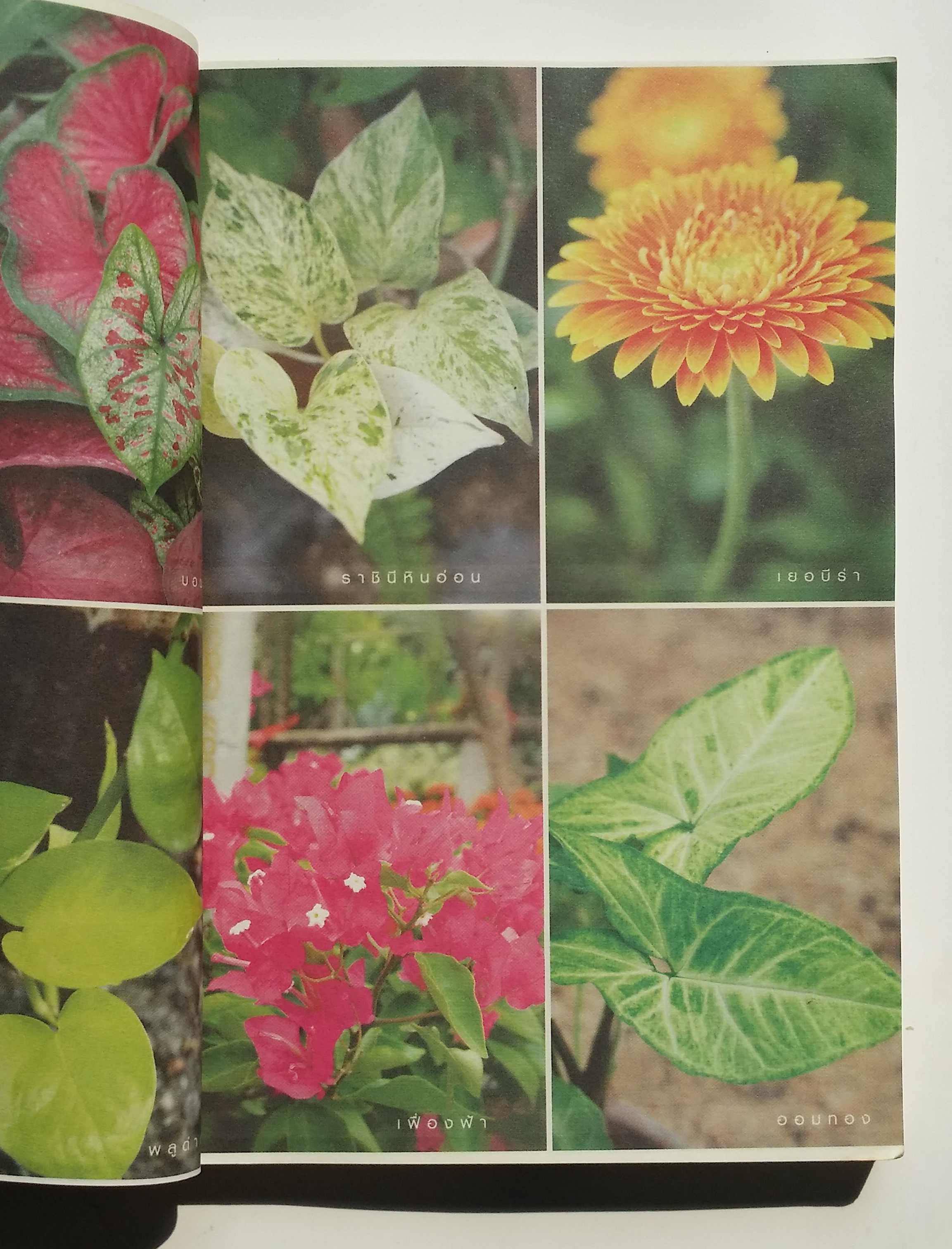 หนังสือมือสอง 286 หนังสือมหัศจรรย์ ต้มไม้ดูดสารพิษ ผักและผลไม้ ล้างพิษ สยบสารพัดโรคร้าย ไม้มงคลปลูกแล้วดี ปลูกแล้วรวย ปุ๋ยชีวภาพทำเอง และทำเป็นอาชีพให้รวยได้ ราคาปก 160.บาท