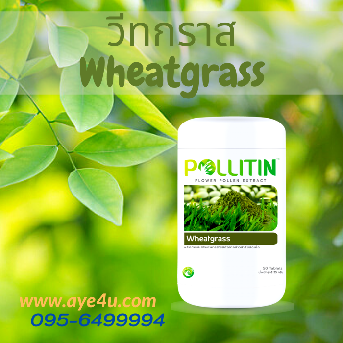 วีสกราท Wheatgrass