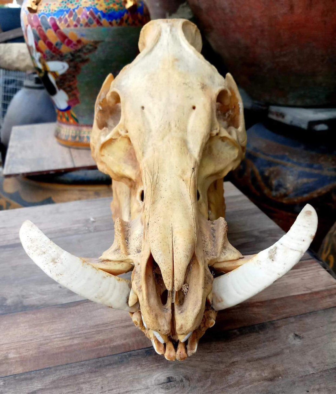 หัวหมูป่า หัวกะโหลกหมูป่า กะโหลกหมูป่า