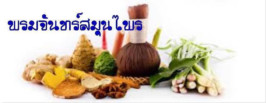 พรมจันทร์สมุนไพร : Promjain Herb