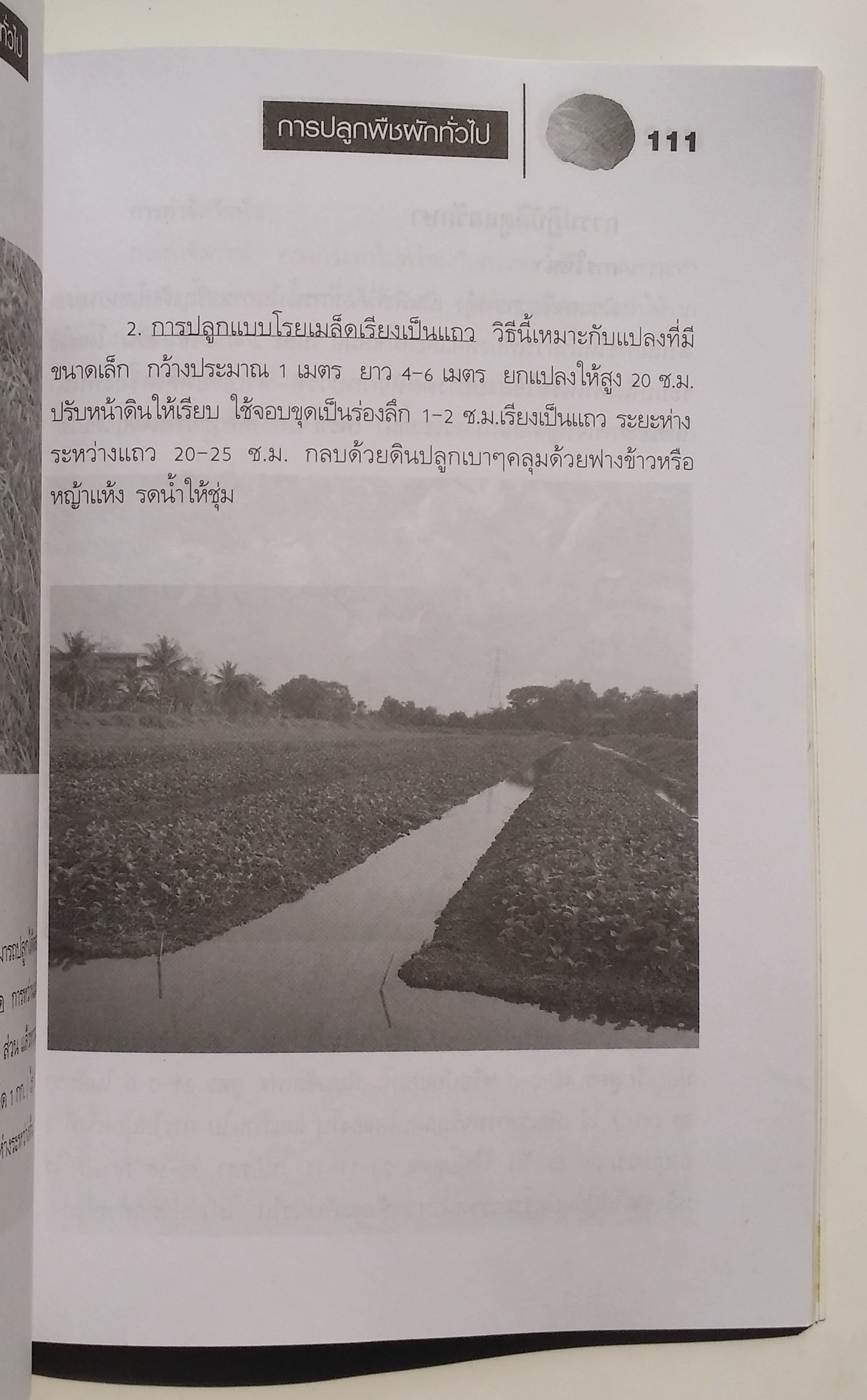 หนังสือมือสอง 288 การปลูก พืชพักทั่วไป โดยวิเชษฐ ค้าสุวรรณ พืชผักจัดเป็นพืชลัมลุก อายุารเก็บเกี่ยวสั้น ให้ผลผลิตต่อไร่สูงกว่าพืชชนิดอื่นๆ ราคาปก 135.บาท หนังสือเล่มนี้ ขายแล้ว