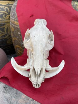 หัวหมูป่า กะโหลกหมูป่า หัวกะโหลกหมูป่า