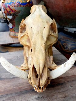 หัวหมูป่า หัวกะโหลกหมูป่า กะโหลกหมูป่า