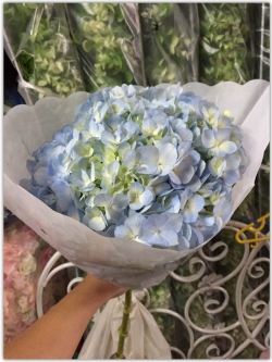 ช่อดอกไฮเดรนเยีย