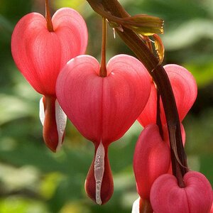 ดอกโลหิตแห่งหัวใจ หรือ ดอกหทัยหยาดทิพย์ หรือ Bleeding Heart