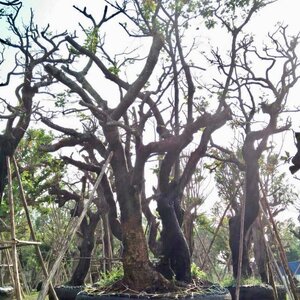 ร้านต้นไม้มงคล โทร 065-3549747 รับจัดหา ย้าย ปลูก ไม้ล้อม ไม้สวยงาม ต้นไม้มงคล บริการขุด ล้อม ย้าย ต้นไม้