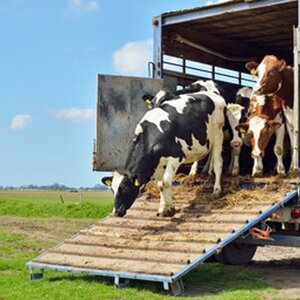 ขนส่งวัว โทร 088-9952629 วัว ควาย รถรับจ้างขนสัตว์ ขนแพะ ขนแกะ ขนโค ขนกระบือ ขนส่งสัตว์ ทุกชนิด ทั่วประเทศ