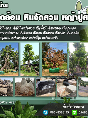 จัดสวนหินโทร 096-8588145 จัดหาต้นไม้มงคล หินจัดสวน หินกาบ หินน้ำตก ญ้านวลน้อย หญ้าญี่ปุ่น ,