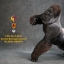 Mr.Z MRZ031-GBG001, 002 Animal Model - Gorilla Beringei Graueri (Black&White)