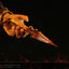 POPTOYS EX049 1/6 REPRESENTATIVE FROM HELL - SCORPION